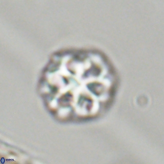 Olladiscoaster perplexus 32399