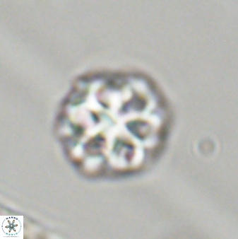 Olladiscoaster perplexus 32399