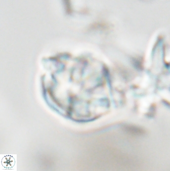 Olladiscoaster superbus 28292