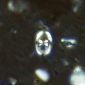Orastrum partitum VR 14185