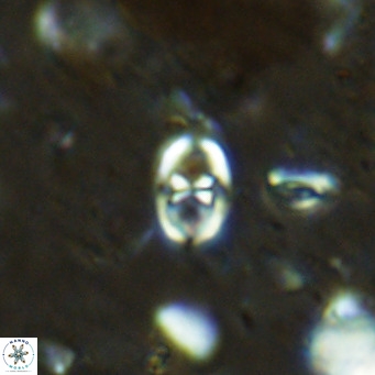 Orastrum partitum VR 14185