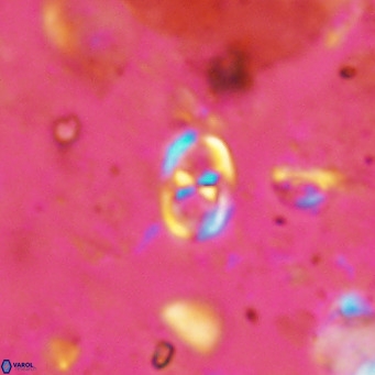Orastrum partitum VR 14186
