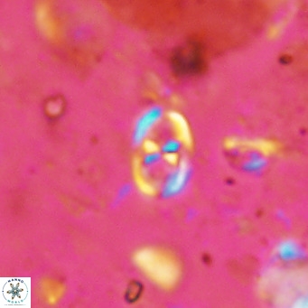 Orastrum partitum VR 14186