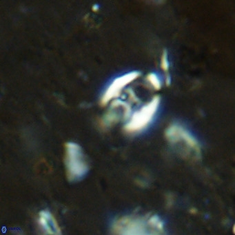 Orastrum partitum VR 14187