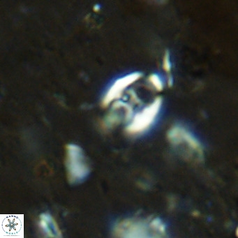 Orastrum partitum VR 14187