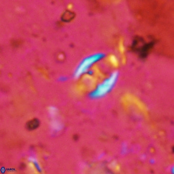 Orastrum partitum VR 14188