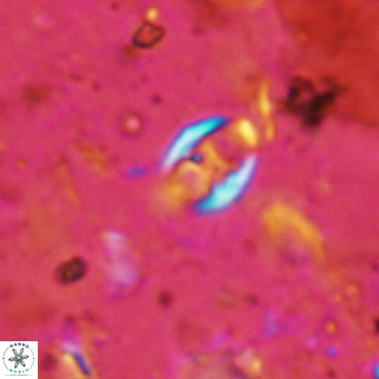 Orastrum partitum VR 14188