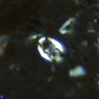 Orastrum partitum VR 14189