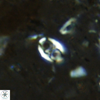 Orastrum partitum VR 14189