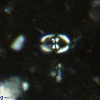 Orastrum partitum VR 14191