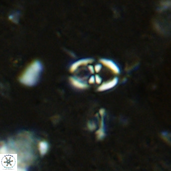 Orastrum partitum VR 14191
