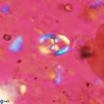 Orastrum partitum VR 14192