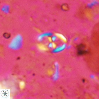 Orastrum partitum VR 14192