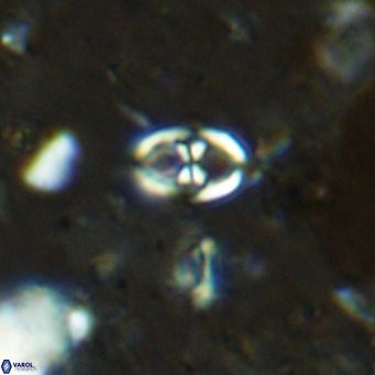 Orastrum partitum VR 14193