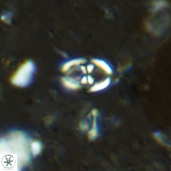 Orastrum partitum VR 14193