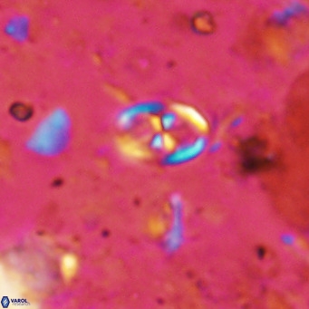 Orastrum partitum VR 14194