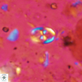 Orastrum partitum VR 14194