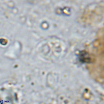 Orastrum partitum VR 14195
