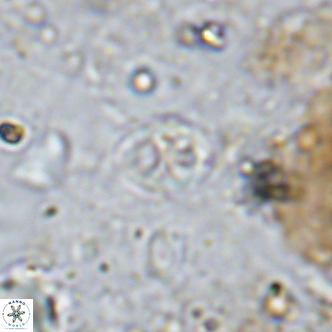 Orastrum partitum VR 14195
