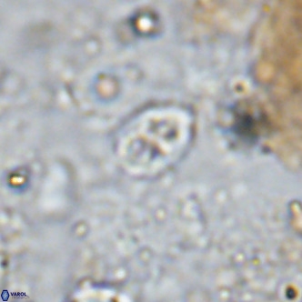 Orastrum partitum VR 14196