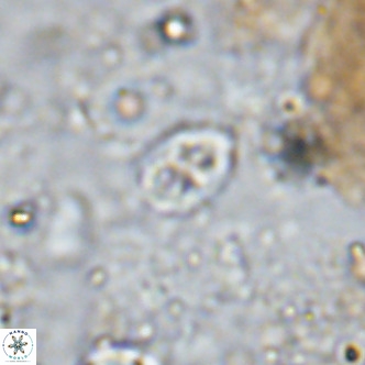 Orastrum partitum VR 14196