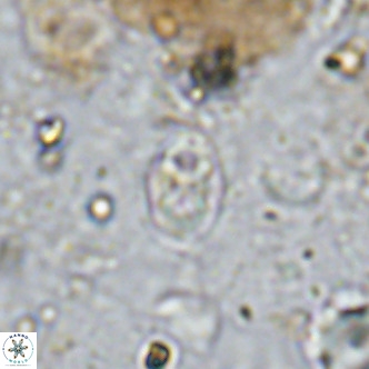 Orastrum partitum VR 14197