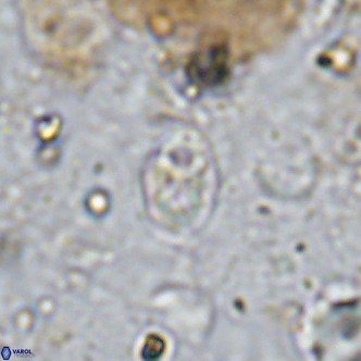 Orastrum partitum VR 14198