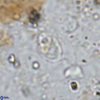 Orastrum partitum VR 14199
