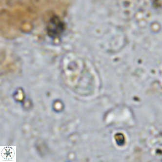 Orastrum partitum VR 14199