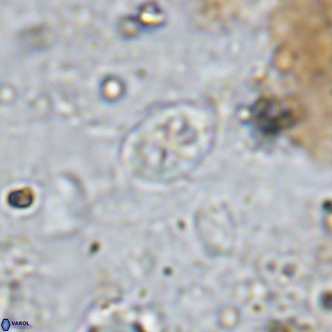 Orastrum partitum VR 14200