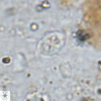 Orastrum partitum VR 14200