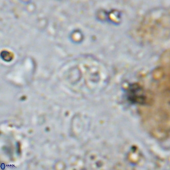 Orastrum partitum VR 14201