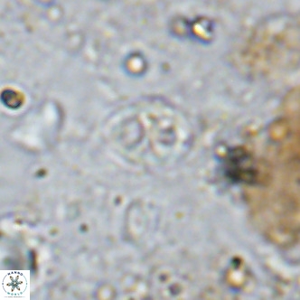 Orastrum partitum VR 14201