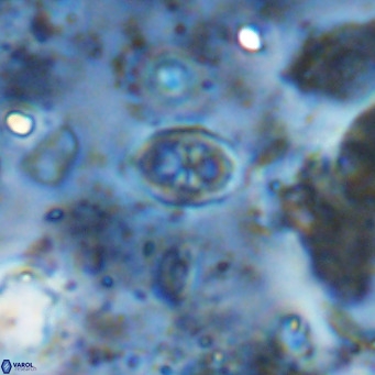 Orastrum partitum VR 14202