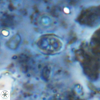 Orastrum partitum VR 14202