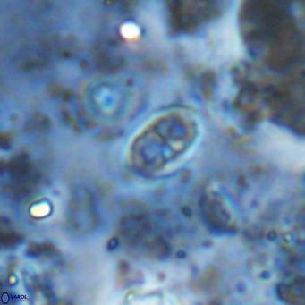 Orastrum partitum VR 14203
