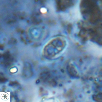 Orastrum partitum VR 14203
