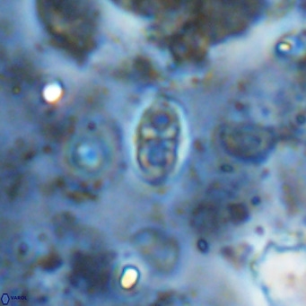Orastrum partitum VR 14205