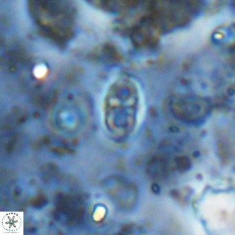 Orastrum partitum VR 14205
