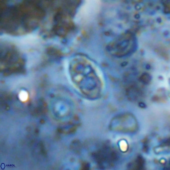 Orastrum partitum VR 14206