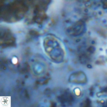 Orastrum partitum VR 14207