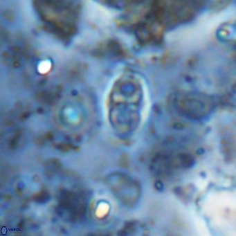 Orastrum partitum VR 14208