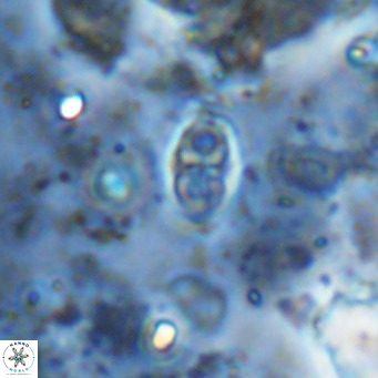 Orastrum partitum VR 14208