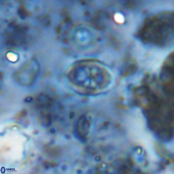 Orastrum partitum VR 14209