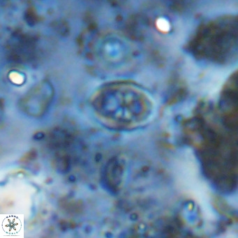 Orastrum partitum VR 14209