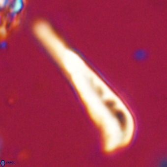 Orthorhabdus martinii VR 19684