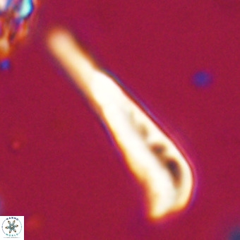 Orthorhabdus martinii VR 19684