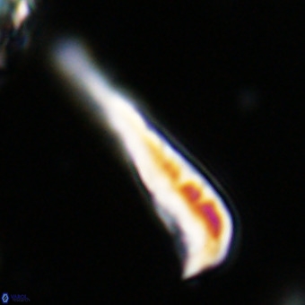 Orthorhabdus martinii VR 19685
