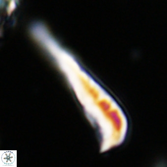 Orthorhabdus martinii VR 19685