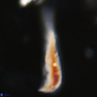 Orthorhabdus martinii VR 19686